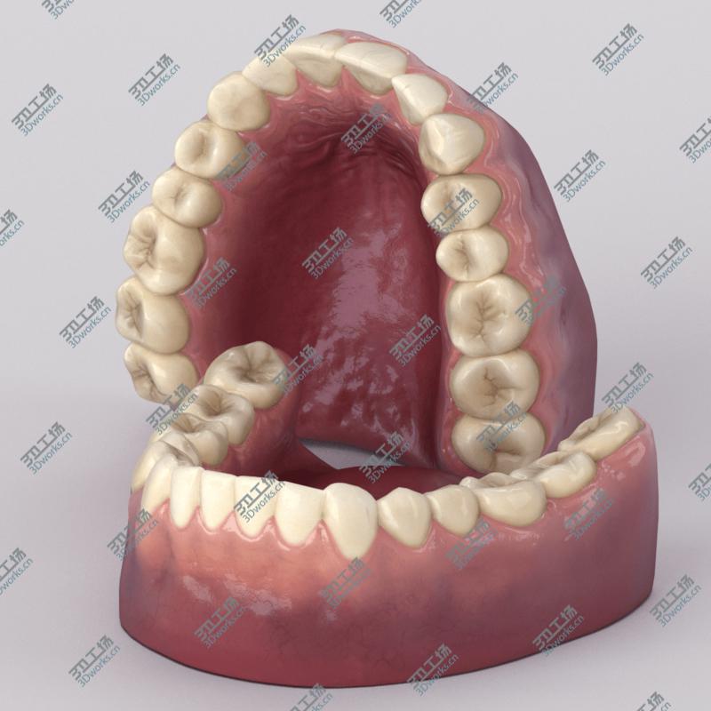 images/goods_img/202104092/Teeth With Roots And Gums 3D model/5.jpg
